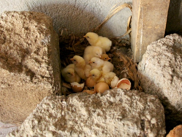 babychicks