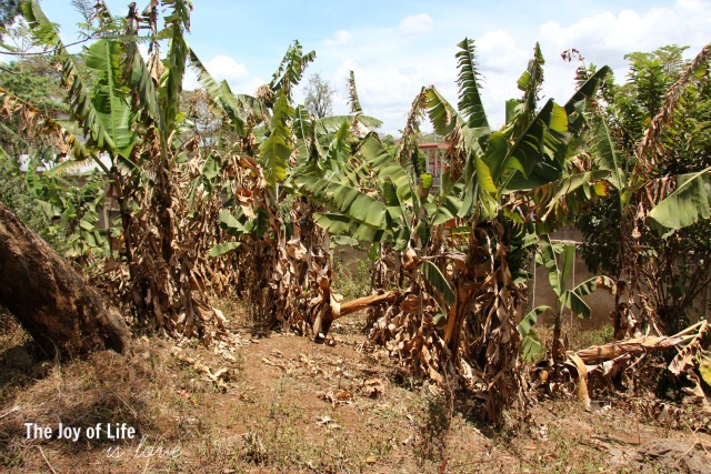 banana-grove