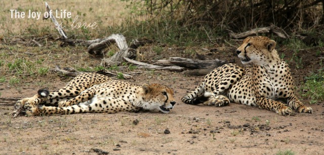 cheetahs-in-tarangire