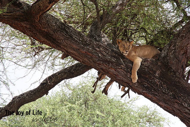 lion-in-tree-tarangire