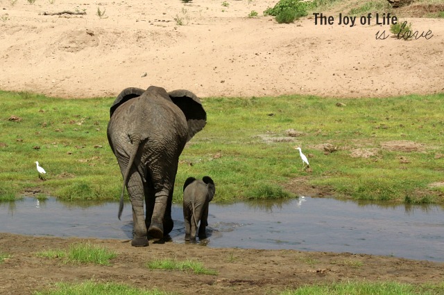 mama-and-baby-elephant-tarangire