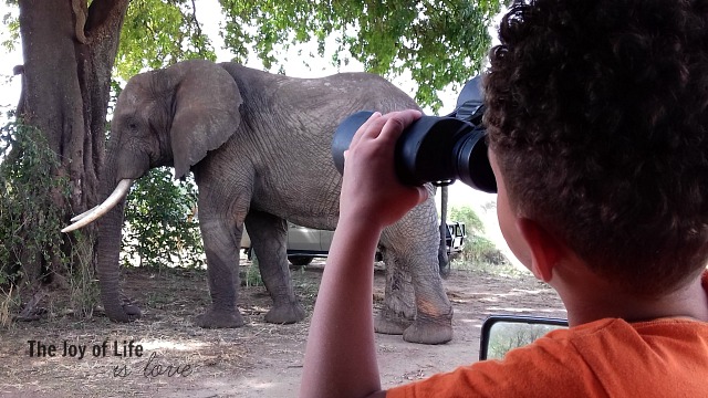max-watching-elephant-with-binoculars